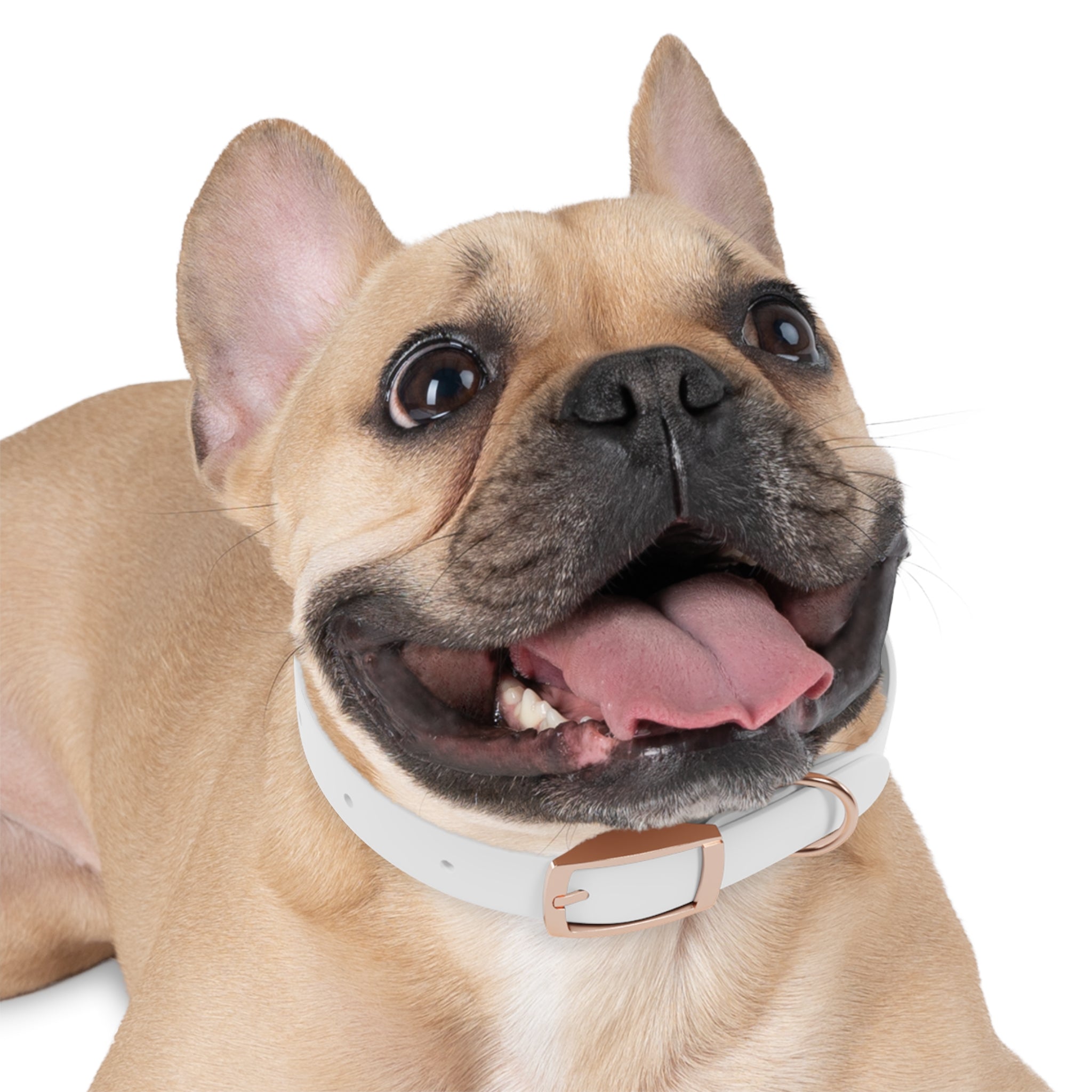 Collier Chien personnalisable