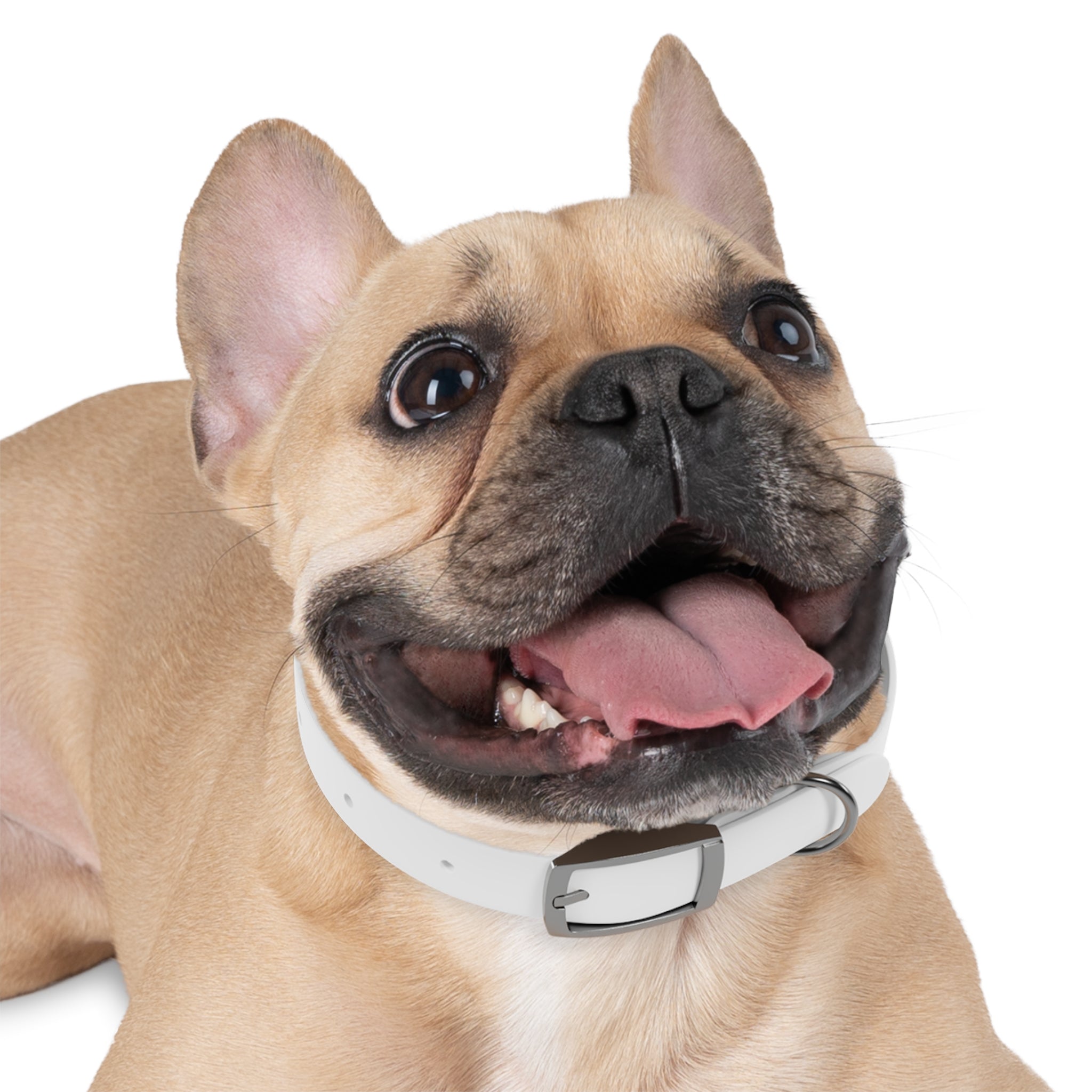 Collier Chien personnalisable