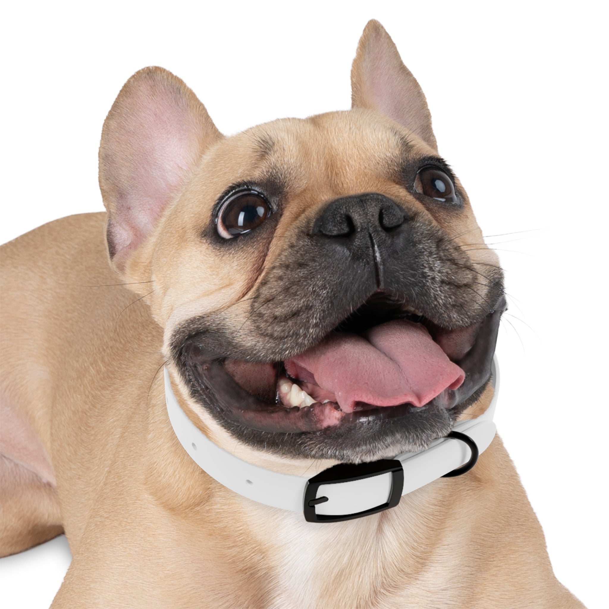 Collier Chien personnalisable