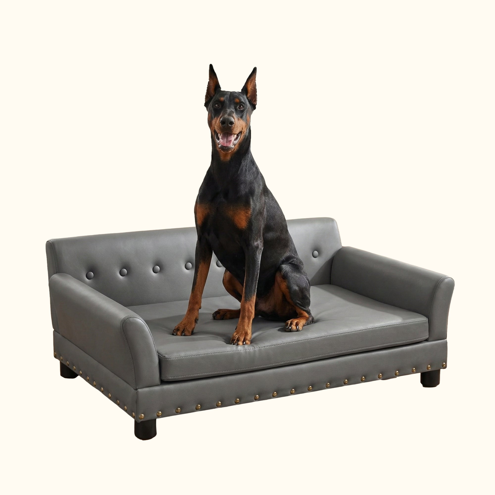 Doberman debout sur son canapé pour chien en cuir noir