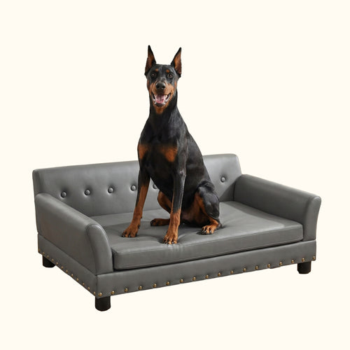 Doberman debout sur son canapé pour chien en cuir noir