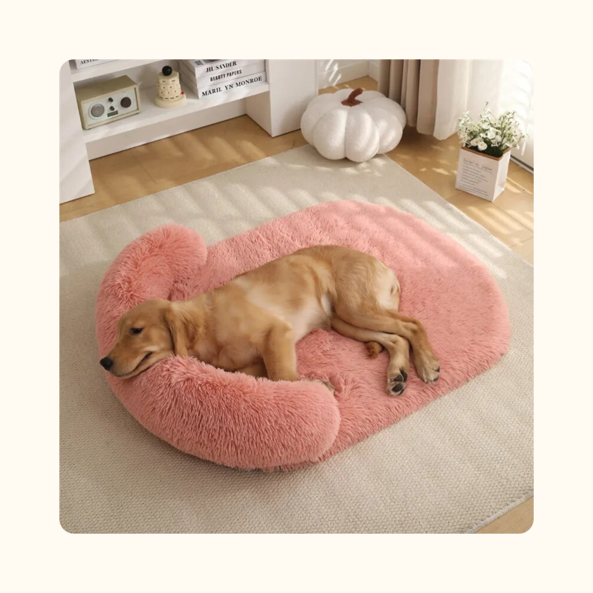 Golden retriever allongé dans son panier grande taille rose
