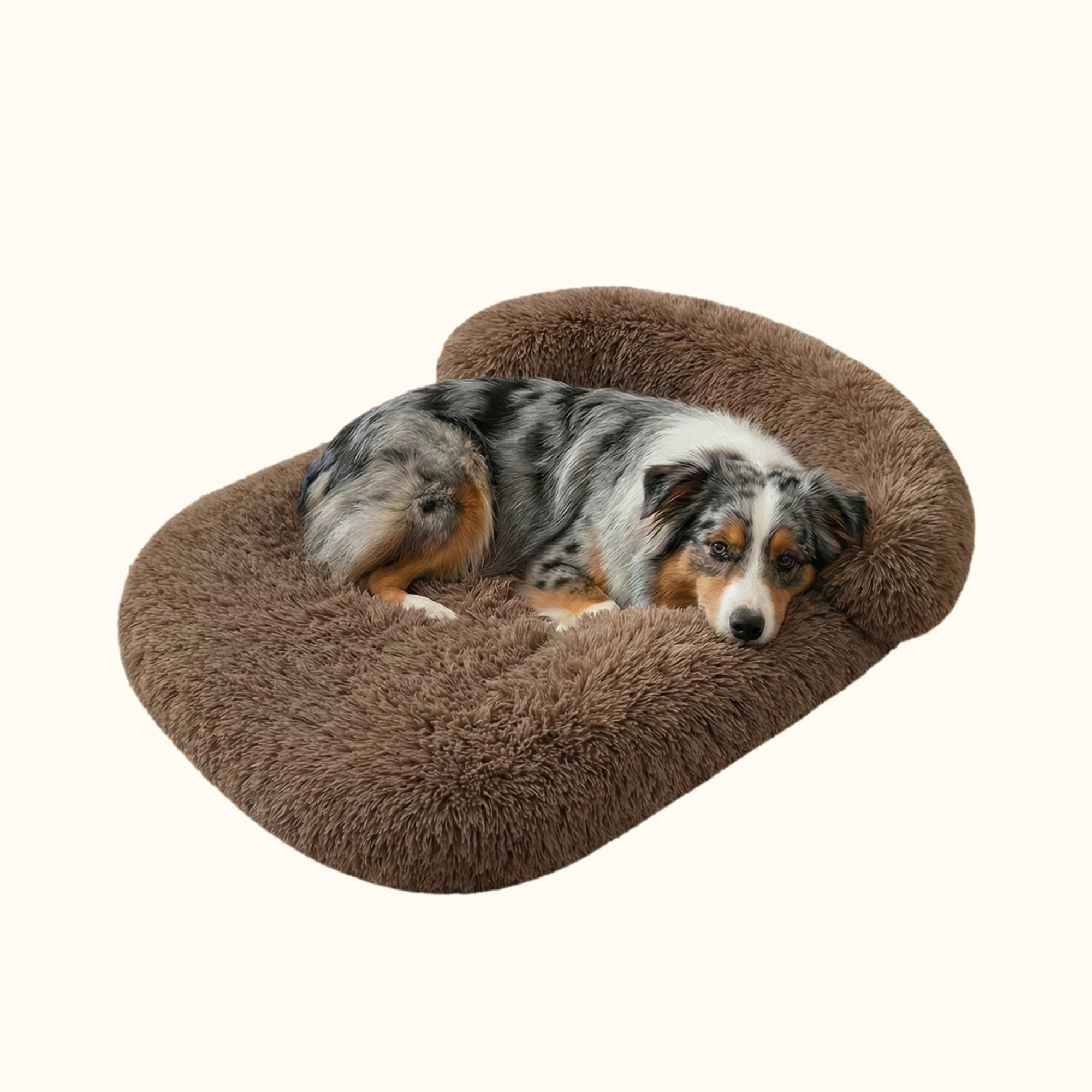 Berger australien dans son panier orthopédique "Le Douillet" brun