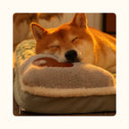 Shiba inu dormant paisiblement, la tête appuyé dans son panier