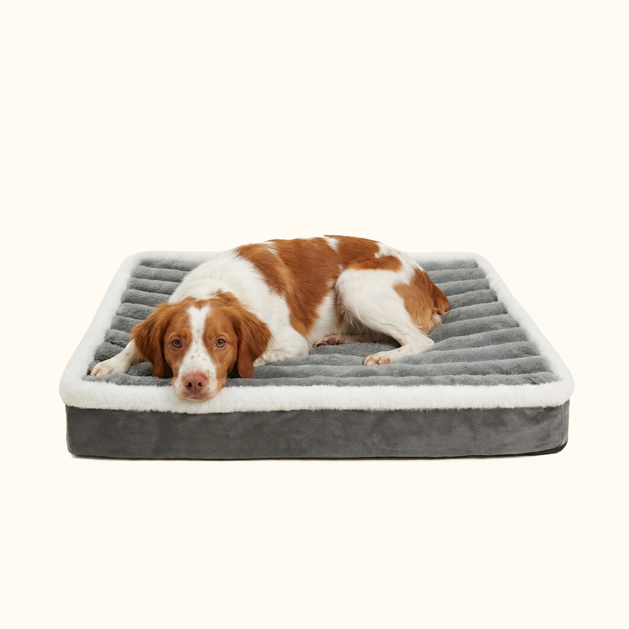 Chien allongé dans son lit orthoédique doux nuage