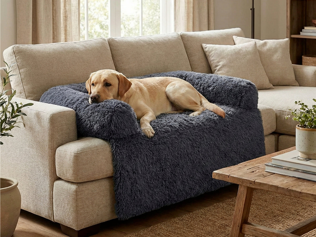 Labrador couché sur une protection de canapé gris foncé à poils longs, posée sur un canapé beige dans un salon