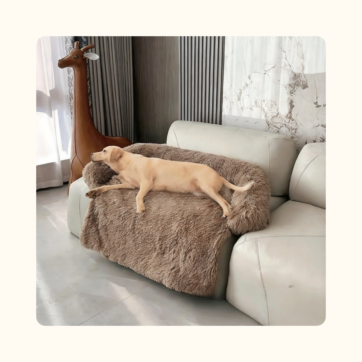 Labrador allongé sur une protection de canapé brune, la tête posée sur le rebord, dans un salon clair